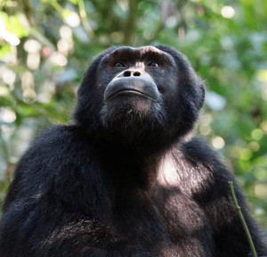 Gorilla Trekking: Uganda