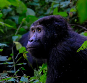 Gorilla Trekking: Uganda
