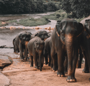 Sri Lanka:  An Adventure Like No Other