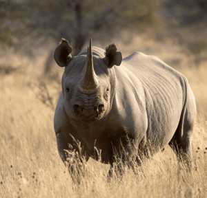 The Ultimate Wildlife Conservation Project: South Africa