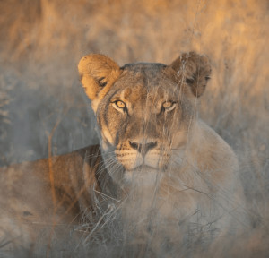 The Ultimate Wildlife Conservation Project: South Africa