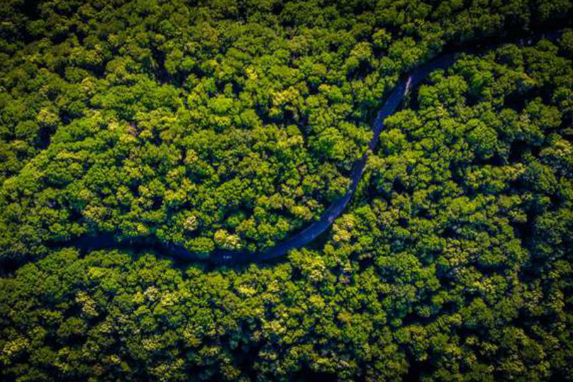 Rainforest canopy viewed from above with river in the centre