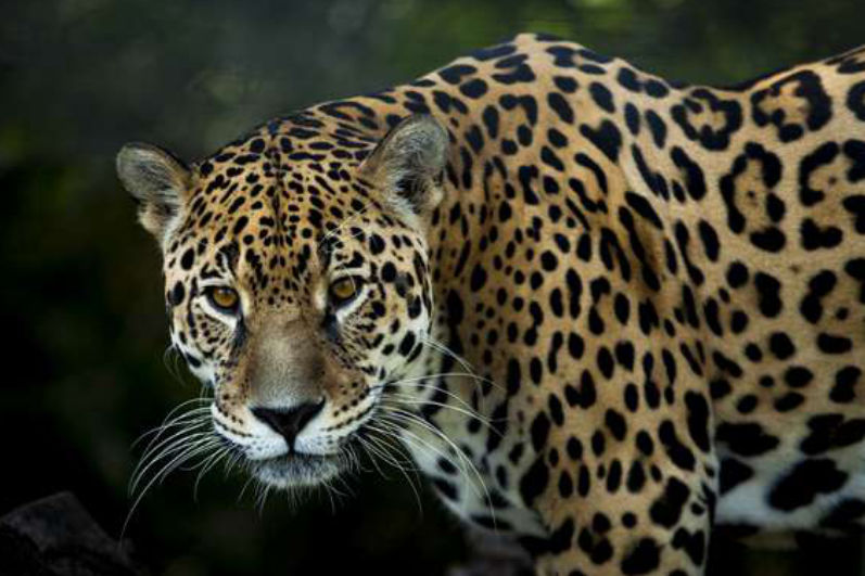 Jaguar big cat looking at the camera