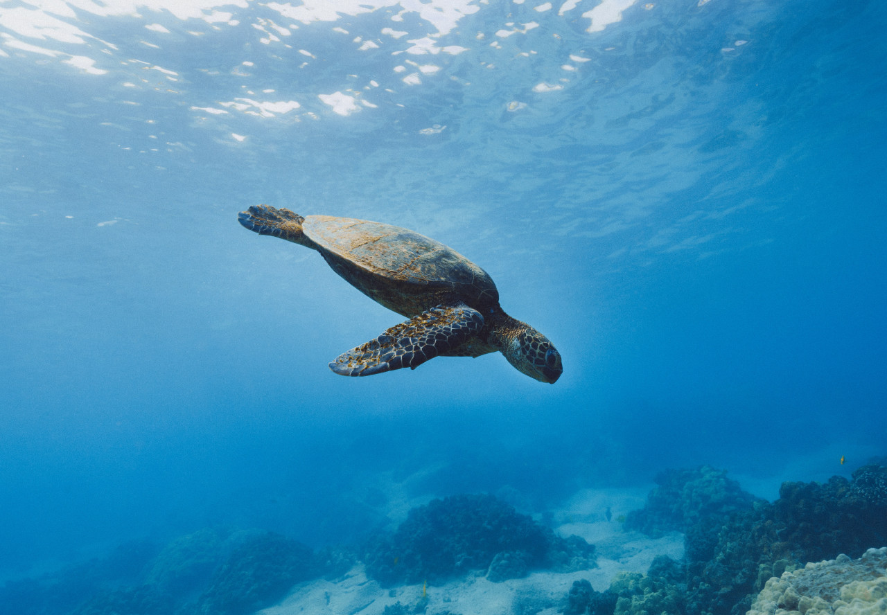 Giant sea turtle swimming under water